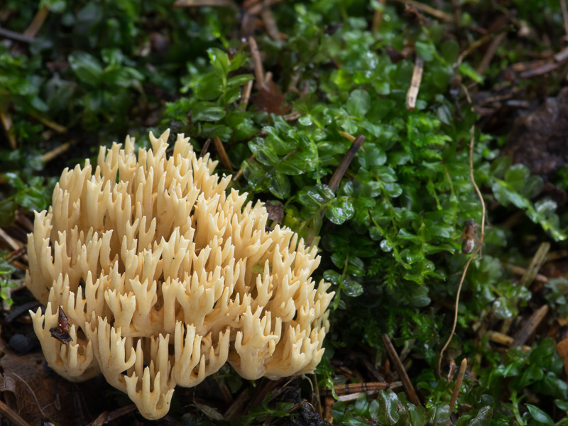 Ramaria flaccida